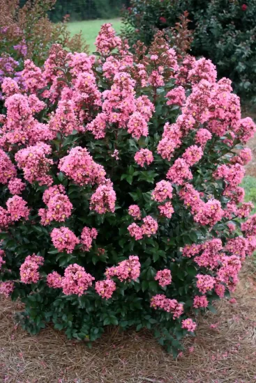 Lilas des indes 'Coral magic'