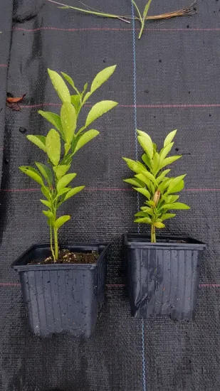 Bigarade 'Gou tou' (Citrus aurantium) — jeunes plants en godets sur toile noire · Godet