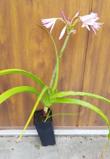 Crinole de powell 'Rosea' — Pot 2.5L