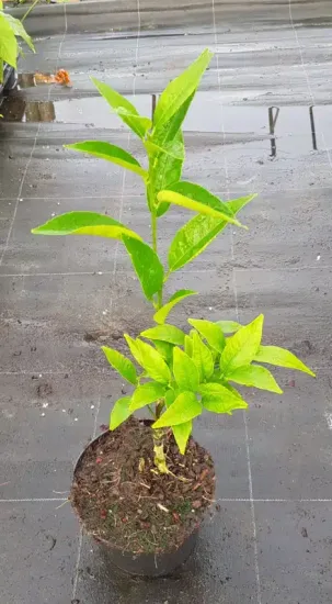 Mandarinier