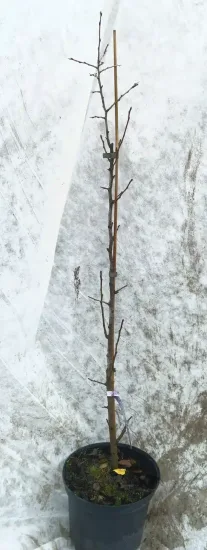 Poirier commun 'Kirchensaller' (Pyrus communis) — jeune scion ligneux sans feuilles en pot noir · Pot 8L Baliveau