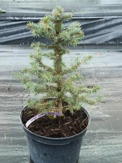 Epicéa du colorado 'Glauca' (Picea pungens) — jeune conifère en pot de culture noir · Pot 8L