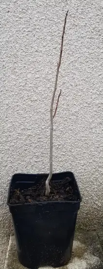 Asiminier de virginie 'Paw-paw' (Asiminia triloba) — jeune plant ligneux sans feuilles en pot plastique · Pot 2.5L