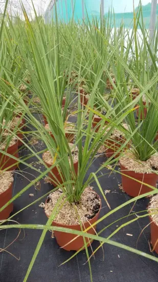 Cordyline (Cordyline australis) — jeunes plants dressés en pot sur bâche noire · Pot 3L