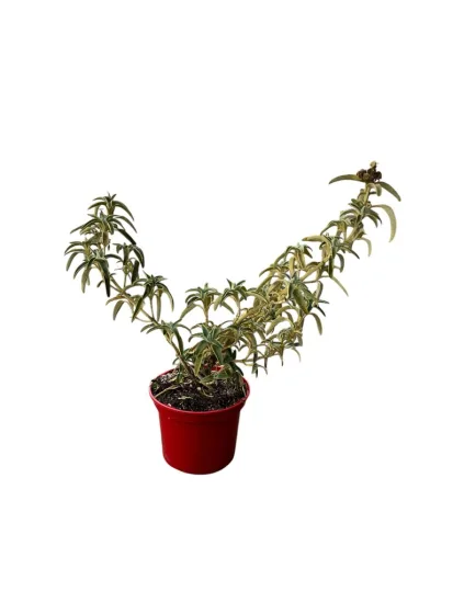 Sauge de jérusalemn — Pot 4L