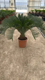 Cycas du Japon (Cycas revoluta) — palme rigide en rosette dans pot plastique · Pot 10L