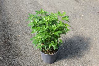 Pot 3L