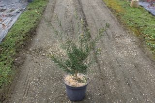 Pot 7.5L