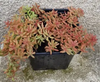 Sédum blanc (Sedum album) — plante grasse compacte aux tiges charnues colorées · Godet