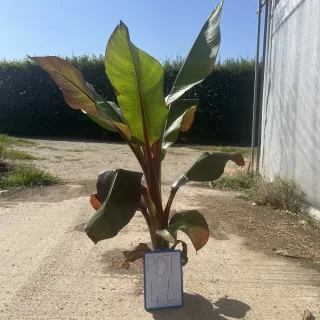 Pot 4L