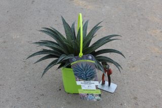 Pot 3L