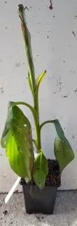 Bananier japonais 'Red tiger' (Musa sikkimensis) — jeune plant vert avec larges feuilles abîmées · Godet
