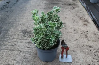 Fusain du japon 'Gray beauty' (Euonymus japonicus) — jeune arbuste panaché en pot de culture · Pot 3L