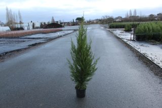 Pot 5L hauteur moyenne 125/150 cm (hors pot)