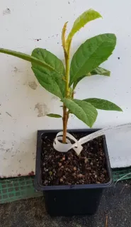 Néflier du japon (Eriobotrya japonica) — jeune plant vert en pot plastique carré · Godet