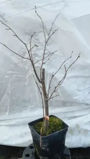 Noisetier 'coxford' 'Cosford' (Corylus avellana) — jeune arbuste dénudé en pot de pépinière · Pot 2.5L