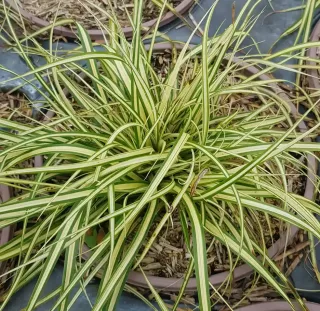Laîche d'Oshima (Carex oshimensis) — touffe dense de feuilles fines panachées en pot · Pot 3L Touffe