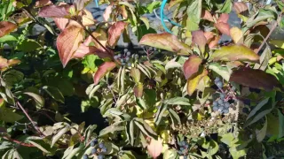 Cornouiller sanguin (Cornus sanguinea) — rameaux feuillés avec grappes de petites baies foncées · Pot 8L