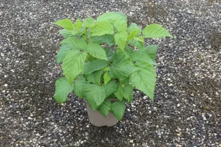 Framboisier 'Autumn sun' (Rubus idaeus) — jeune arbuste feuillu en pot plastique · Pot 2L