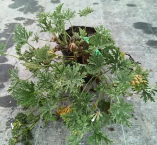 Géranium au parfum de rose (Pelargonium × blandfordianum) — jeune plant ramifié au feuillage découpé en pot · Pot 3L