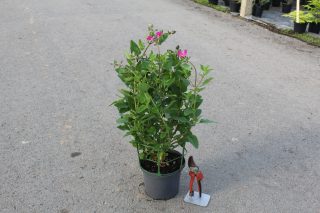 Pot 3L