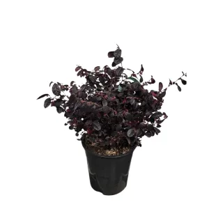 Loropétale de chine 'Black pearl' (Loropetalum chinense) — arbuste au feuillage pourpre dense en pot noir · Pot 10L