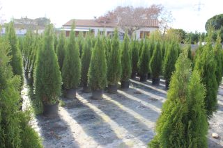 Pot 15L hauteur moyenne 125/150 cm (hors pot)