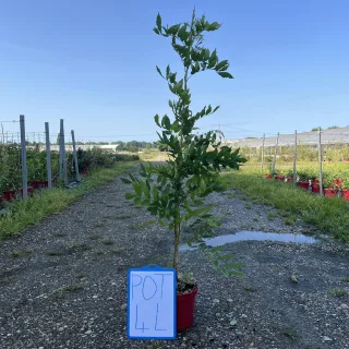 Pot 4L  hauteur 100-120 cm (hors pot)