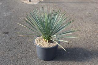 Pots 20 Litres haut. 70/90 cm circonf. 15/20 cm