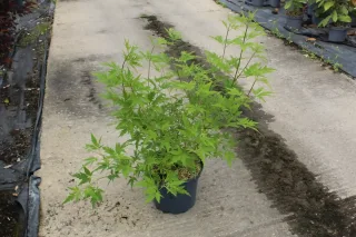 Arbre au poivre 'Laciniata' (Vitex agnus) — jeune arbuste feuillu en pot de pépinière · Pot 7.5L