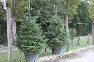 Pot 130L hauteur moyenne 250/300 cm (hors pot)