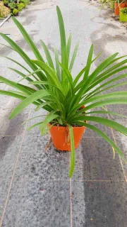 Agapanthe Africaine 'Blanche' (Agapanthus africanus) — plante verte à longues feuilles rubanées en pot · Pot 3L