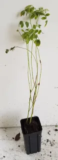Réglisse glabre (Glycyrrhiza glabra) — jeune plant élancé en pot plastique noir · Godet