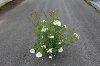 Rosier 'Opalia noaschnee' (Rosa) — arbuste fleuri blanc posé sur une chaussée · Pot 5L