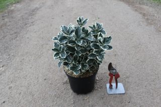 Pot 3L