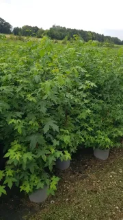 Copalme d'Amérique (Liquidambar styraciflua) — jeunes arbustes feuillus serrés en pots alignés · Pot 8L Baliveau