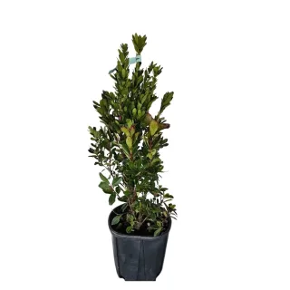 Arbousier. arbre aux fraises (Arbutus unedo) — jeune arbuste au feuillage dense en pot · Pot 15L