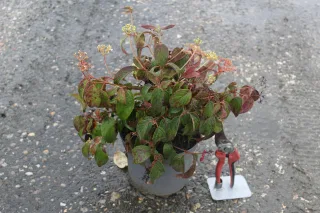 Viorne de chine 'Watanabe' (Viburnum plicatum) — jeune arbuste en pot avec petits bouquets floraux · Pot 3L