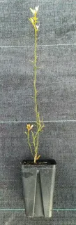 Porte-greffe 'Rich' (Poncirus trifoliata) — jeune plant élancé en pot plastique noir · Godet
