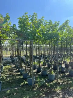 Mûrier platane 'Bombycis' (Morus kagayamae) — alignement d'arbres tiges en pots de pépinière · Pot 30L Tige 12/14