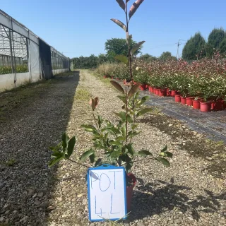 Photinia 'Carré rouge' (Photinia × fraseri) — jeune arbuste en pot sur allée gravillonnée · Pot 10L