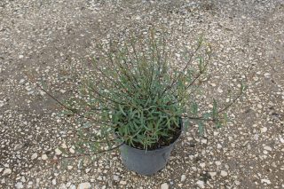 Pot 5L