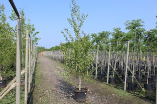 Pot 30L formé en tige de 200 cm, avec une force de 8 à 10 cm, pour une hauteur totale de 200 à 300 cm (hors pot)