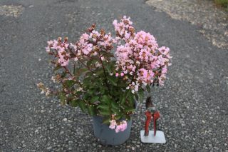 Pot 3L