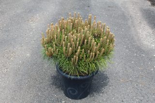 Pot 7.5L