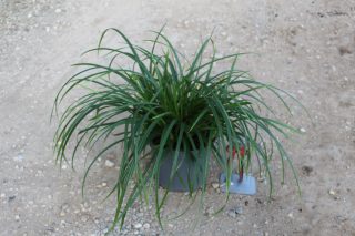 Pot 3L