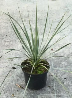 Yucca 'Saphire skies' (Yucca rostrata) — jeune plante graphique en pot noir de pépinière · Pot 2.5L