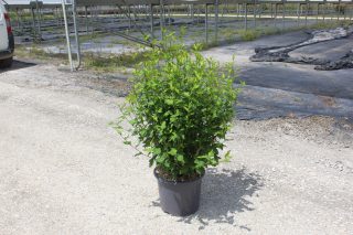 Pot 15L