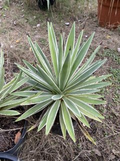 Pot 10L Hauteur 35-40 cm (hors pot)