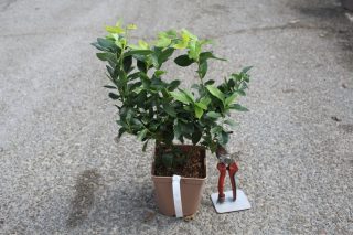 Pot 2L hauteur moyenne 20/40 cm (hors pot)